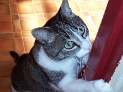 WCB 179 Round Up:figaro