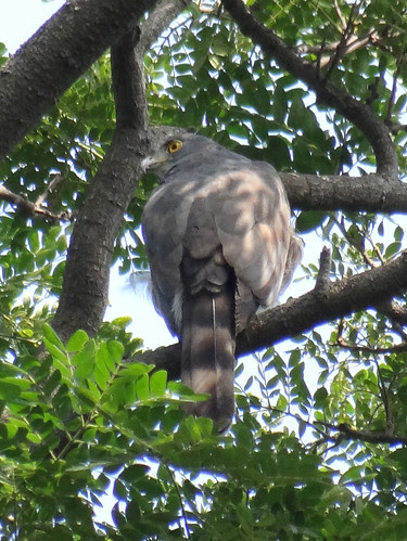 鳳頭蒼鷹/無限台南