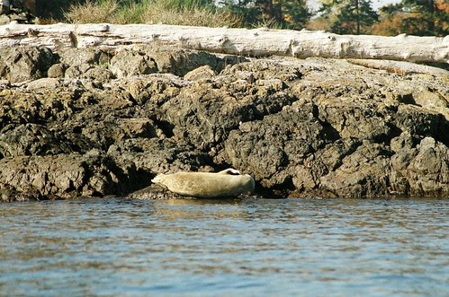 Itchy Seal