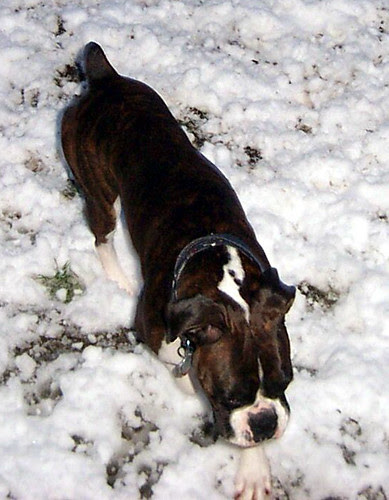 snowdogs0002