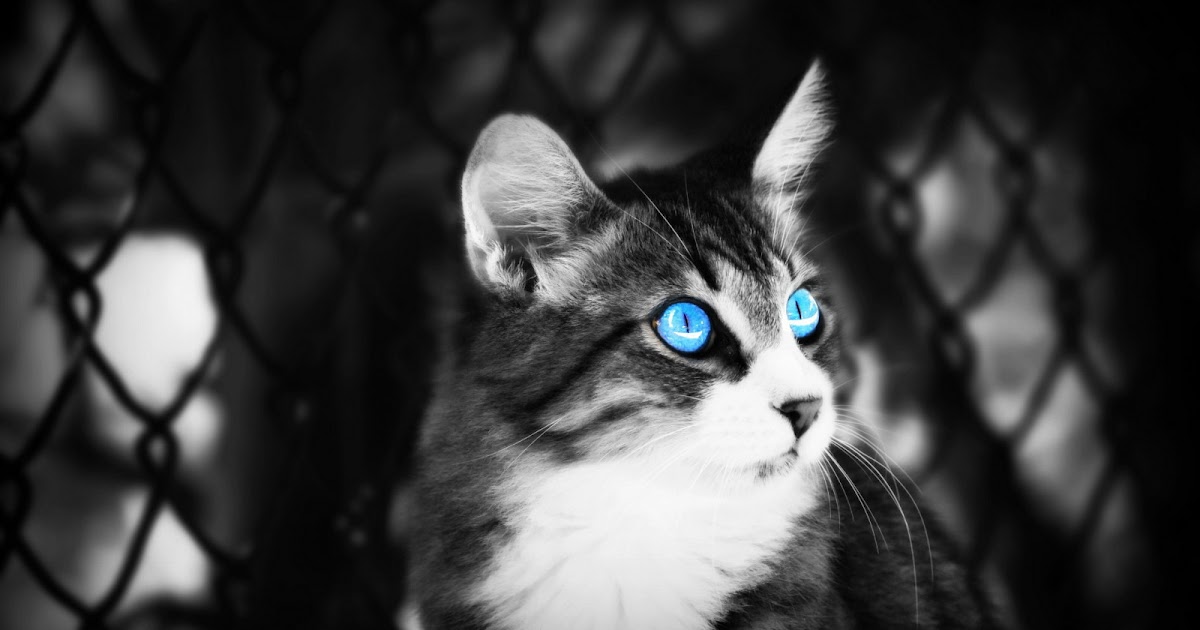Mewarnai Anak Kucing - GAMBAR MEWARNAI HD