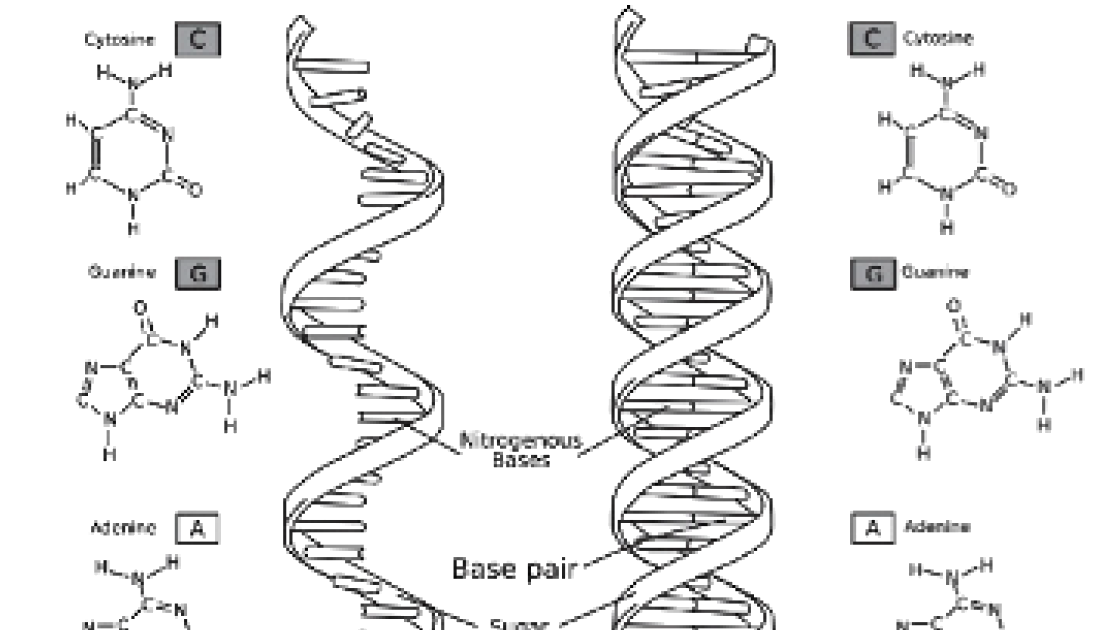Nucleic Acids Dna Double Helix Worksheet Answers - Nidecmege