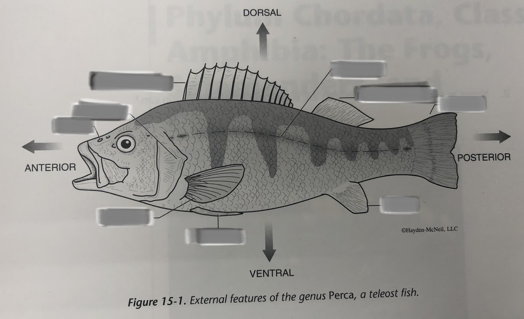 External Anatomy Of A Perch - Anatomy Drawing Diagram