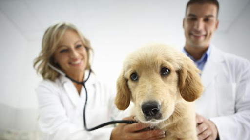 Why Should You Spay or Neuter Your Pet?