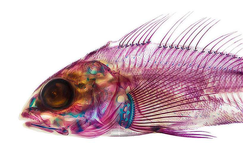 adam summers dyes fish specimens to reveal their anatomy
