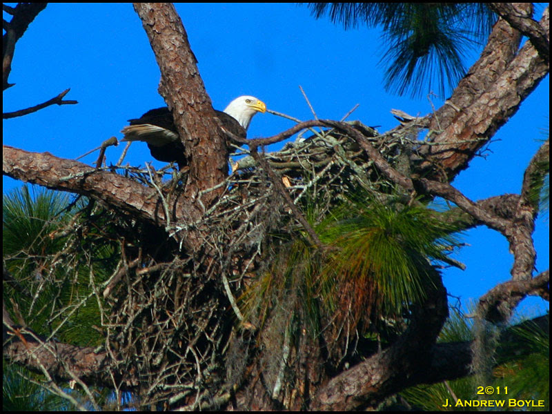 Bald Eagle Bald Eagle