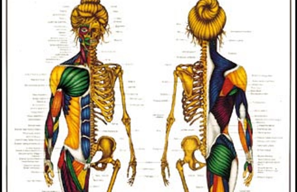 Female Back Muscle Chart Female Muscle Chart Back Female Anatomical