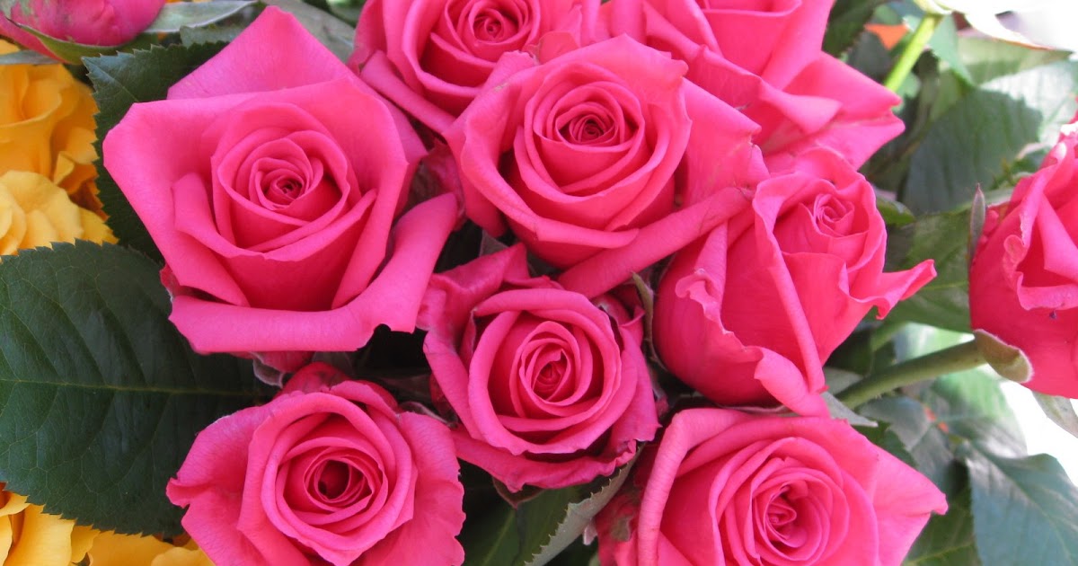 Paling Bagus 14 Bunga Mawar Pink Tua  Gambar Bunga HD