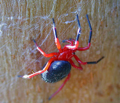 Red-n-Black Spider
