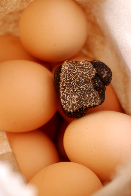 truffled eggs© by Haalo