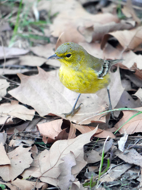 Ed Gaillard: birds &emdash; Pine Warbler, Central Park