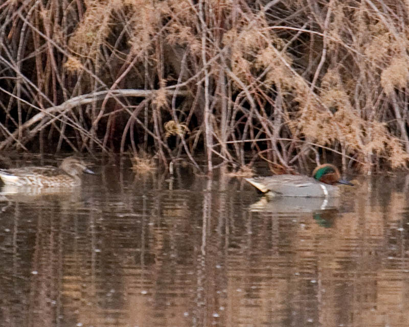 intergrade or hybrid American and Eurasian Green-winged Teal