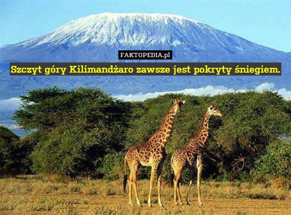 Szczyt góry Kilimandżaro zawsze – Szczyt góry Kilimandżaro zawsze jest pokryty śniegiem. 