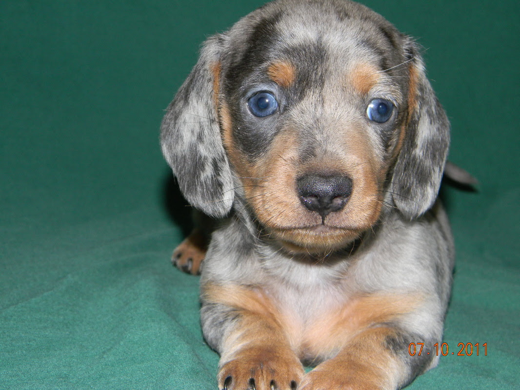 Long Haired Dachshund Puppies for Sale - wide 8