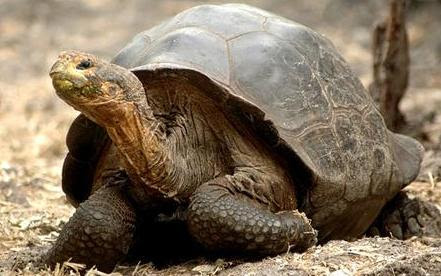 Tortuga 3