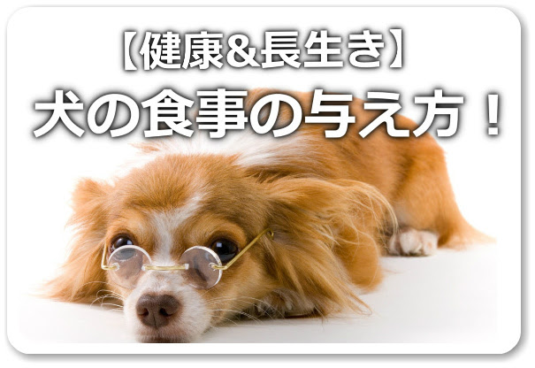 子犬 食事 量 243107子犬 食事 2回 量 akumogbrapix