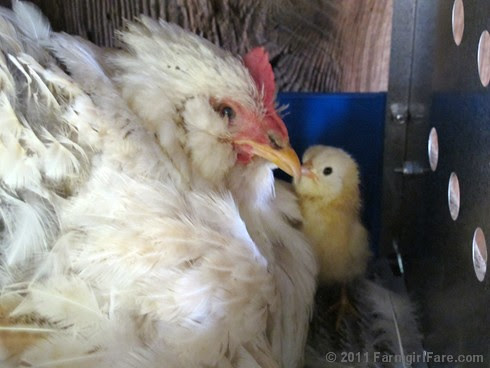 New baby chick 2 - FarmgirlFare.com