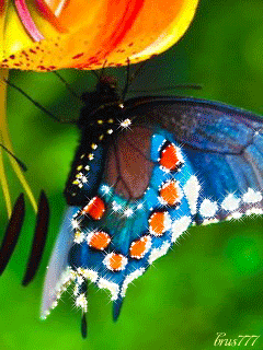 Яркая бабочка
