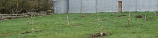 Orchard, the day after planting, 4 May 2008