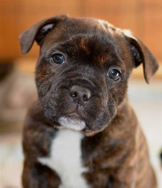 ExuallyTrans English Staffordshire Terrier For Sale Ontario