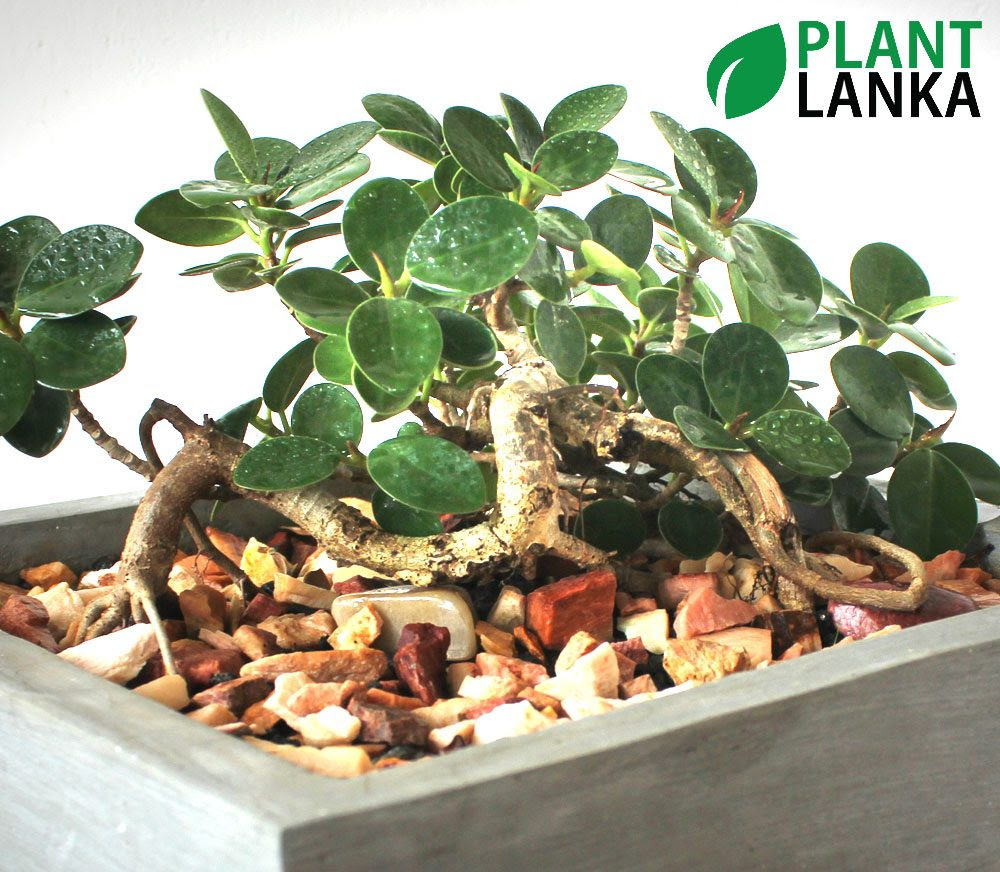 Get Bougainvillea Bonsai Trees In Sri Lanka Background ...
