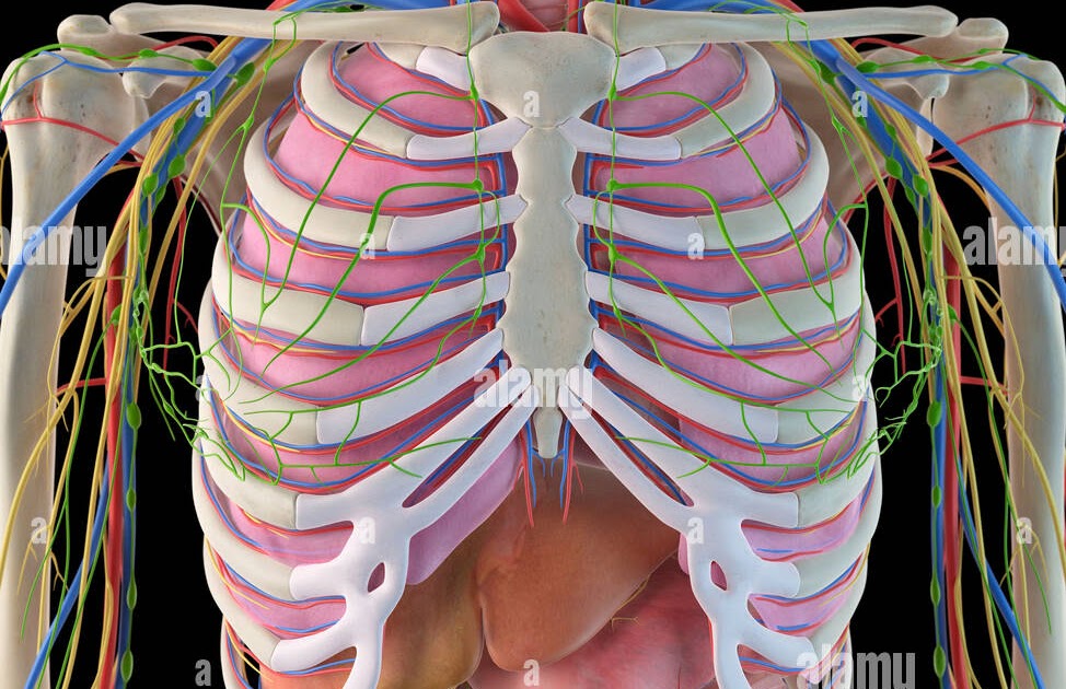 Anatomy Under The Right Rib External Intercostals Oi Inferior