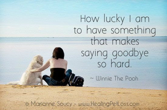 Pet Loss Quotes Cats. QuotesGram Pet Loss Quotes Cats. QuotesGram