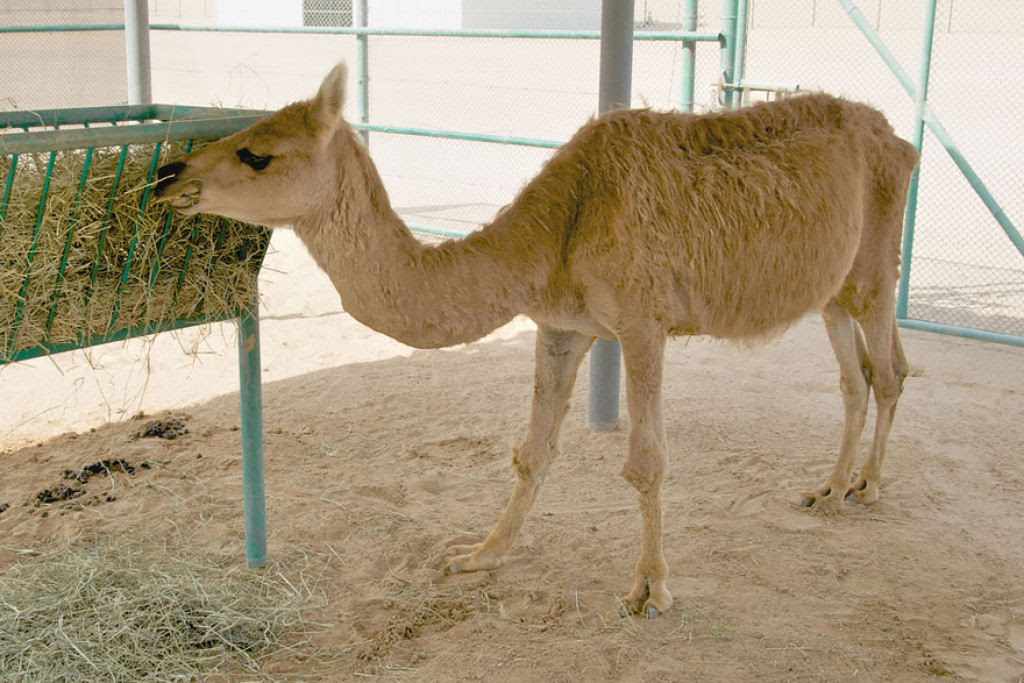 animais_hibridos 14