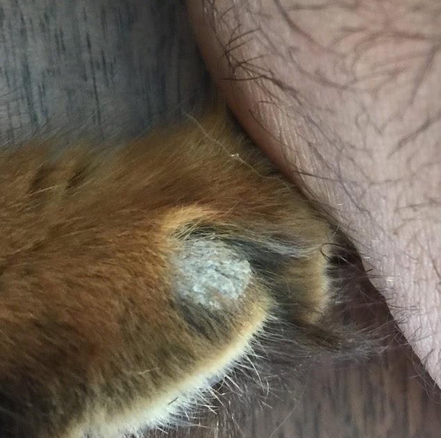 Cat Has Flaky Skin And Losing Hair toxoplasmosis