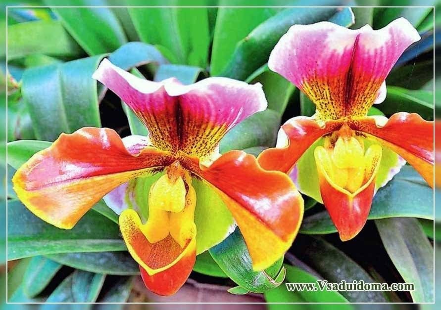 13 Contoh Lukisan Bunga Orkid Galeri Bunga HD