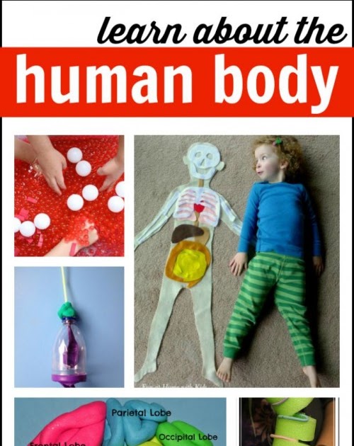 Human Body Kids Activities