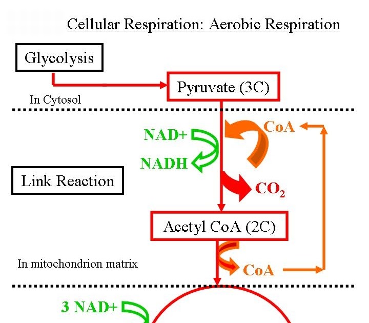Cellular respiration equation balanced