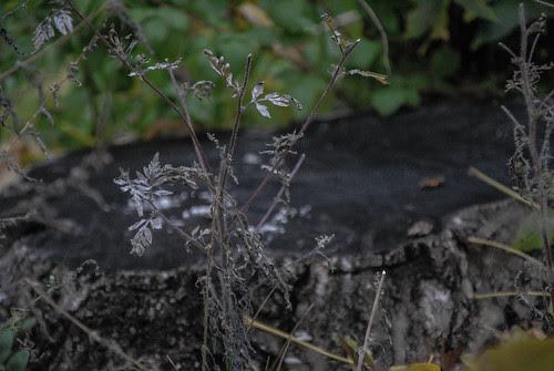 DSC_1433.jpg
