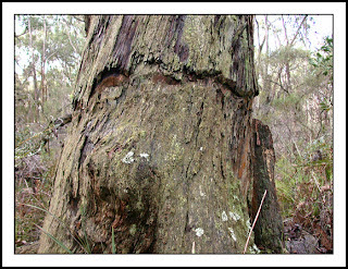 Ringbarked Stringybark