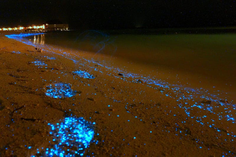 A Maldives Beach Awash in Bioluminescent Phytoplankton Looks Like an Ocean of Stars A Maldives Beach Awash in Bioluminescent Phytoplankton Looks Like an Ocean of Stars nature Maldives light beach