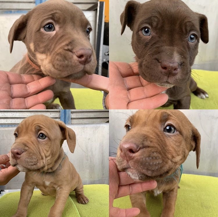 ピットブル 犬 販売 485186ピットブル 犬 販売