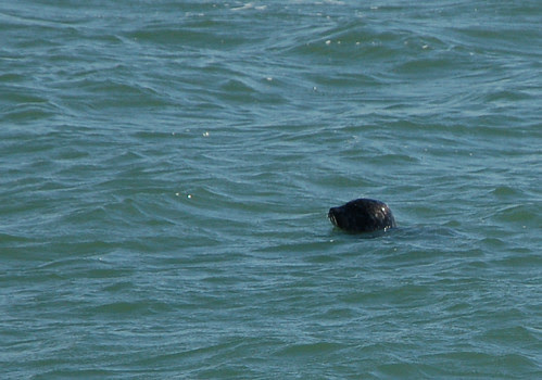 12harbor seal head.jpg