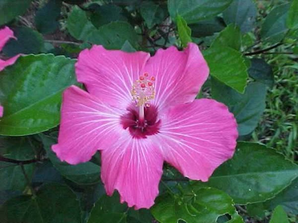 Flores: Hibisco rosa