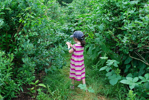 In the blueberry bushes