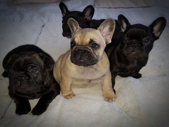 56 HQ Photos French Bulldog Texas For Sale French
