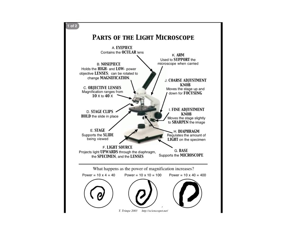 31 Microscope Mania Worksheet Answers - Worksheet Resource Plans