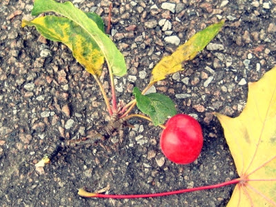 autumn