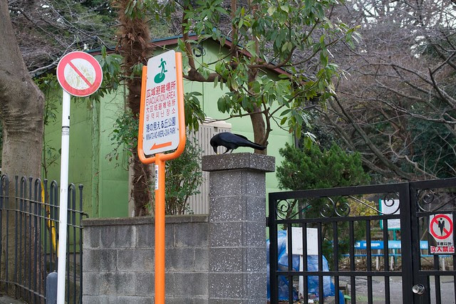 crow