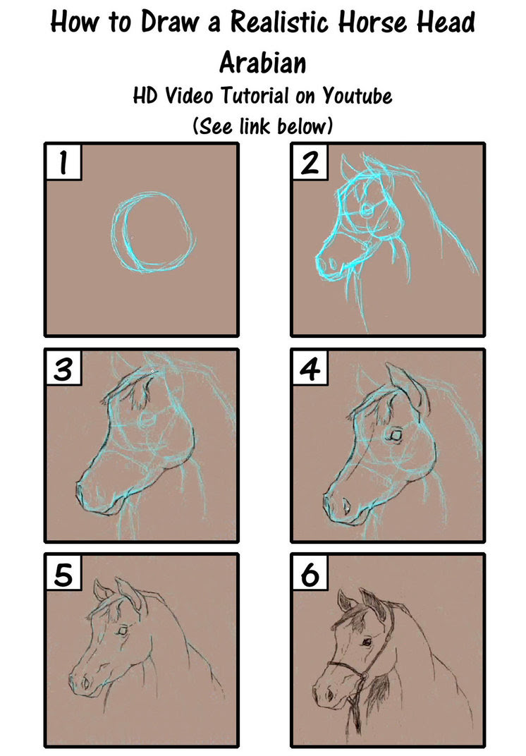 How To Draw A Horse Head Step By Step Realistic
