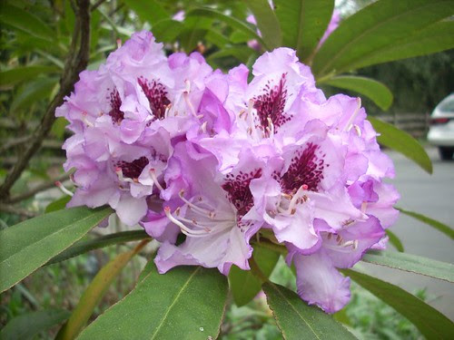 Rhodo 2