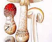 Mushrooms - 4 Small Pages - Fly Agaric - 1989 Vintage Book Plates - mysunshinevintage Mushrooms - 4 Small Pages - Fly Agaric - 1989 Vintage Book Plates - mysunshinevintage