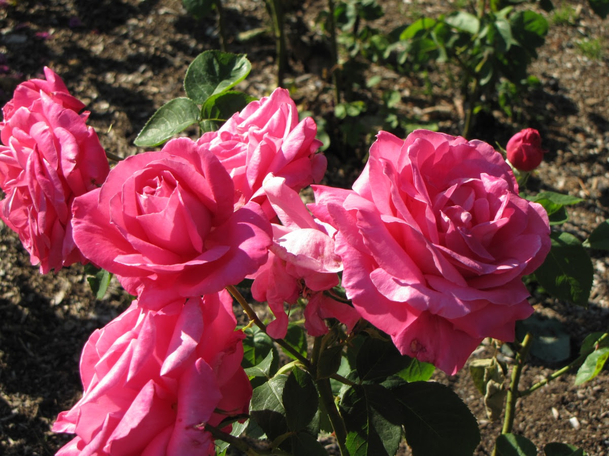 Hybrid Tea Rose Miss All American Beauty | Boros Rose