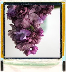 Lilac in Polaroid T-89