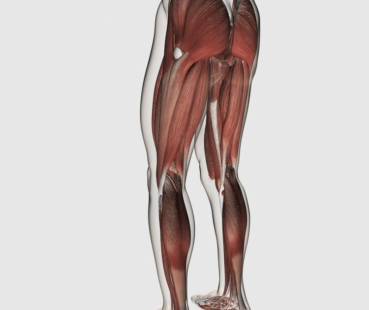 Detailed Leg Muscle Diagram Female Leg Muscles Diagram Claye