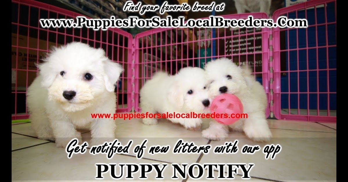Bichon Frise Puppies For Sale englshand